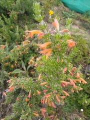 Clinopodium argenteum