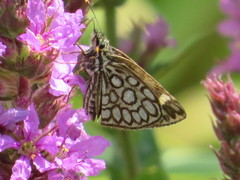 Heteropterus morpheus