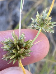 Cyperus lupulinus macilentus