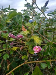 Passiflora mathewsii