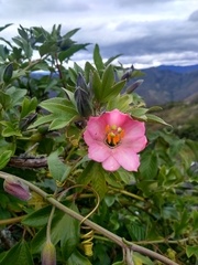 Passiflora mathewsii