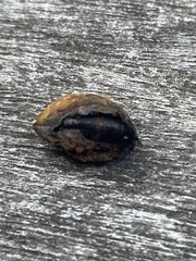 Amyelois transitella