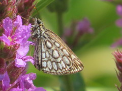 Heteropterus morpheus