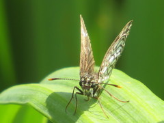 Heteropterus morpheus