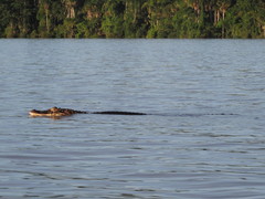 Melanosuchus niger