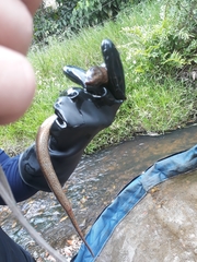 Synbranchus marmoratus