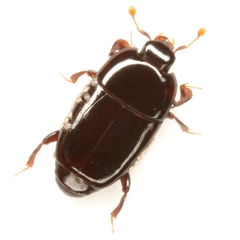 Platylomalus aequalis