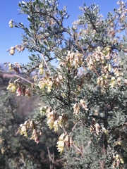 Wiborgia