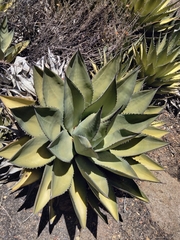 Agave shawii