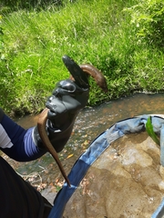 Synbranchus marmoratus