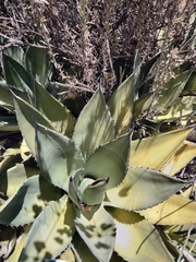 Agave shawii