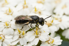 Hylaeus communis