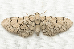 Eupithecia venosata