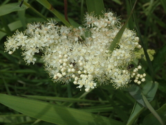 Filipendula ulmaria