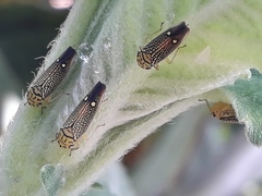 Parathona gratiosa