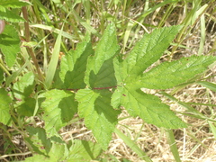 Filipendula ulmaria