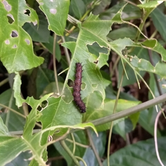 Nymphalidae