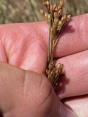 Juncus debilis