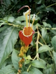Angiospermae