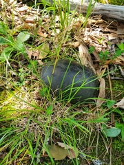 Kinosternon subrubrum