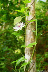 Passiflora pseudociliata