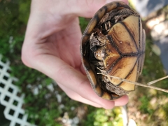 Kinosternon subrubrum