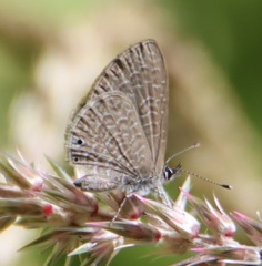 Pseudonacaduba sichela