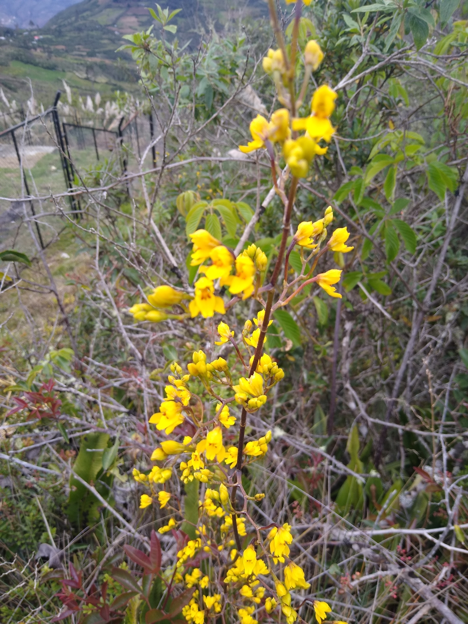 Cyrtochilum densiflorum (Lindl.) Kraenzl. 4