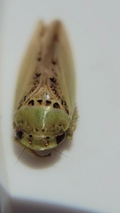Hamana dictitoria