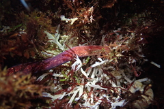 Cerebratulus albifrons