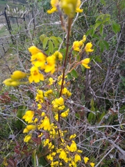Cyrtochilum densiflorum