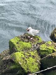 Dermasterias imbricata