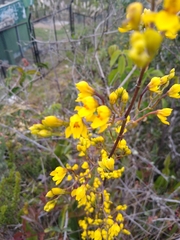 Cyrtochilum densiflorum