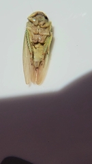 Hamana dictitoria