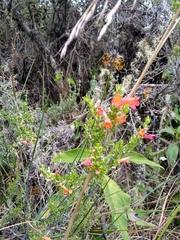 Clinopodium sericeum