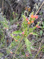 Clinopodium sericeum
