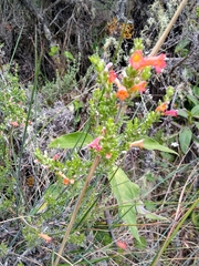 Clinopodium sericeum