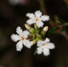 Leucopogon pulchellus