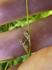 Juncus debilis