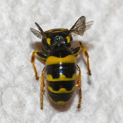 Bembecinus
