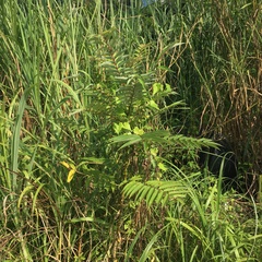 Zanthoxylum ailanthoides ailanthoides