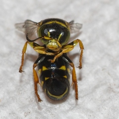 Bembecinus