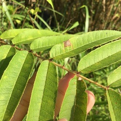 Zanthoxylum ailanthoides ailanthoides