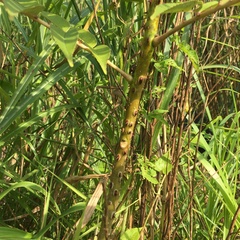 Zanthoxylum ailanthoides ailanthoides