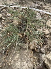 Astragalus flavus