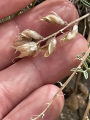 Astragalus flavus
