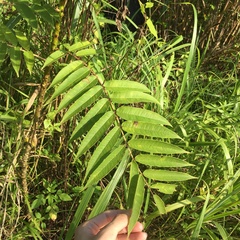 Zanthoxylum ailanthoides ailanthoides