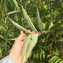 Zanthoxylum ailanthoides ailanthoides