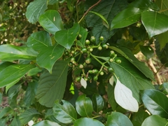 Mussaenda shikokiana