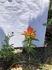Castilleja glandulosa